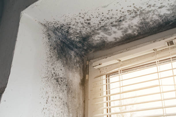 Affordable Hvac And Air Duct Mold Remediation solutions in Leck Kill, PA